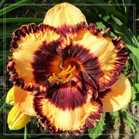 Daylily Bulbs Daylily Roots Perennial Daylily Bulbs Daylily Bulbs