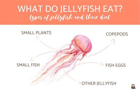 What Do Jellyfish Eat? - Types of Jellyfish and Their Diet