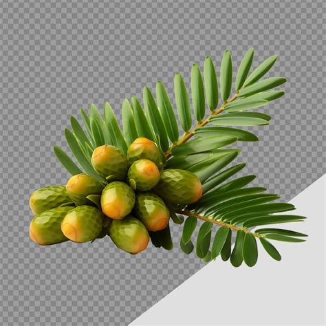 Zamia Fruta Png Isolada Em Fundo Transparente PSD Premium