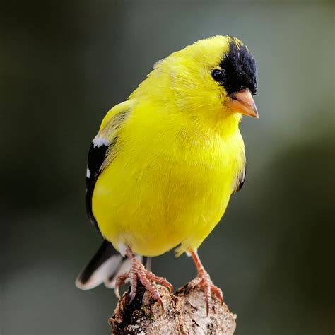 Male American Goldfinch Photo By NPS N Lewis Be Your Own Birder