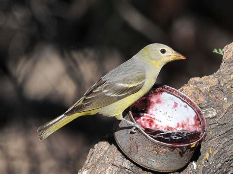 The Online Zoo - Western Tanager