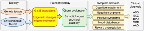 Frontiers The Molecular Basis Of Depression Implications Of Sex