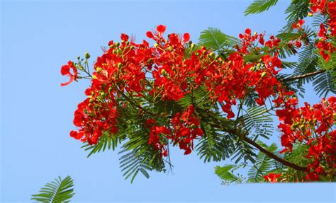 Delonix Regia The Flamboyant Beauty Of Royal Poinciana Topperone