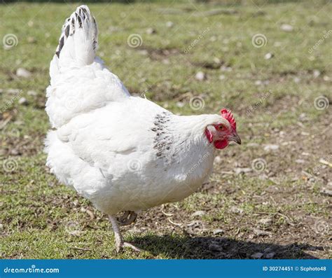 White Sussex Chicken Stock Image - Image: 30274451