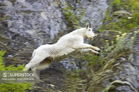 Mountain Goat On Cliff