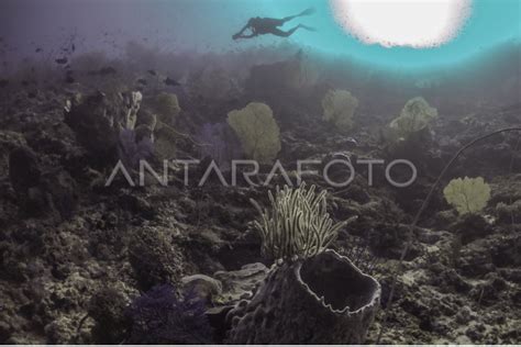 TERUMBU KARANG PULAU HOGA ANTARA Foto