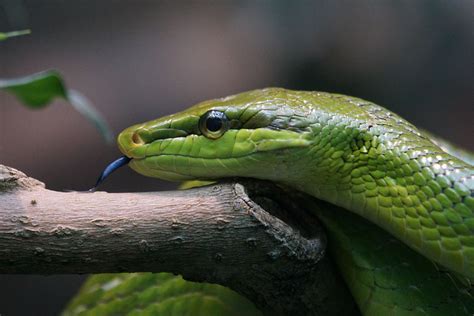 3840x2160 wallpaper | green snake | Peakpx