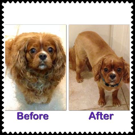 Collection Pictures Before And After Cavalier King Charles Spaniel