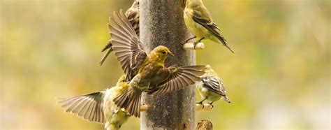 11 Homeowner Tips For Attracting Birds To Your Yard Hippo