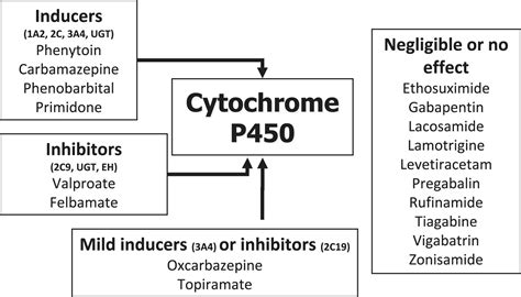 The Selection Of Antiepileptic Drugs For The Treatment Of Epilepsy In