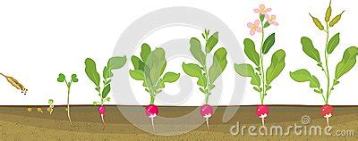 Radish Life Cycle Consecutive Stages Of Growth From Seed To Flowering