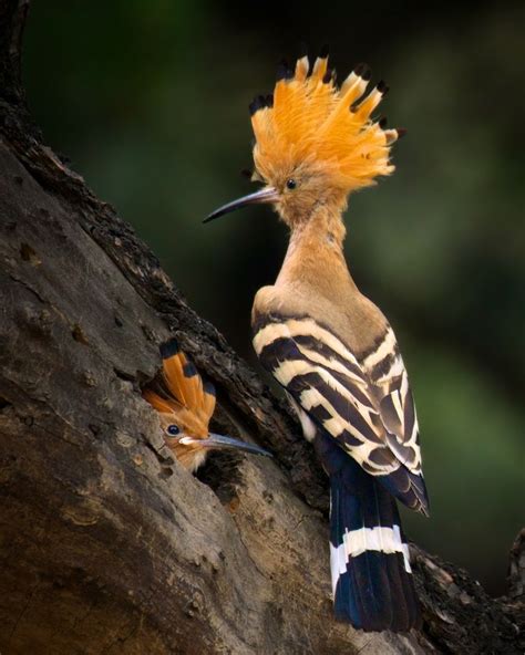 117 best images about Bird - Hoopoe on Pinterest | English, Mohawks and ...