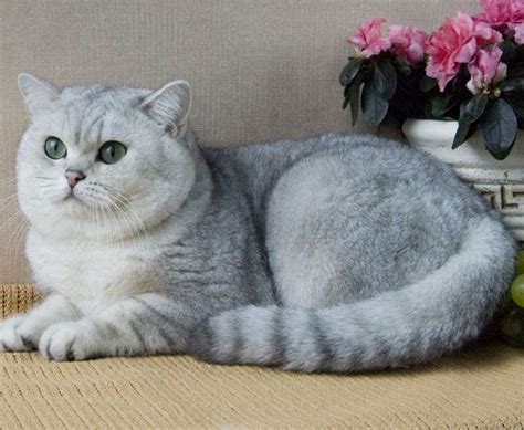 Кошка шиншилла – существующие окрасы, рекомендации по уходу и кормлению ...