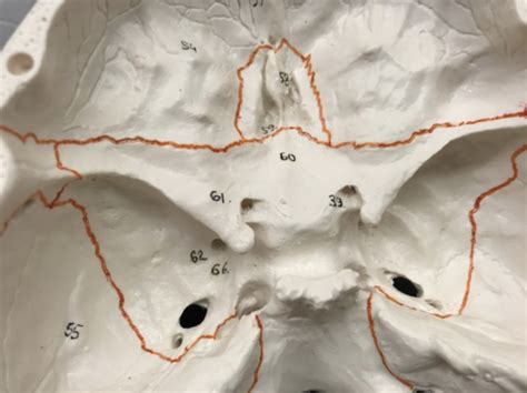 Sphenoid And Ethmoid Bone Diagram Quizlet