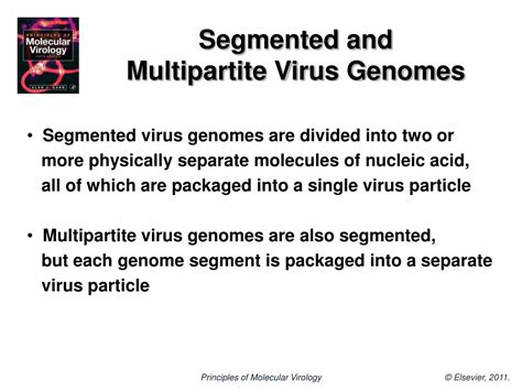 Ppt Virus Genomes Powerpoint Presentation Free Download Id5955587