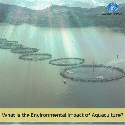 What Is The Environmental Impact Of Aquaculture AQUABEST SEAFOOD