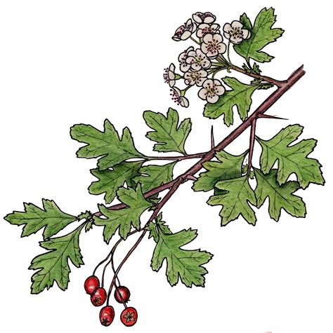The History Mythology And Offerings Of Hawthorn