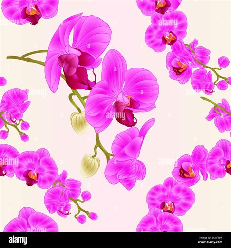 Seamless Texture Orchids Phalaenopsis Purple Flowers Tropical Plants