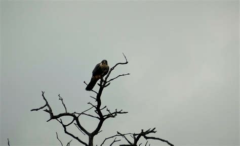 Aplomado Falcon From Santa Mar A C Rdoba Argentina On May At