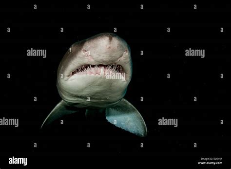 Nurse shark teeth hi-res stock photography and images - Alamy