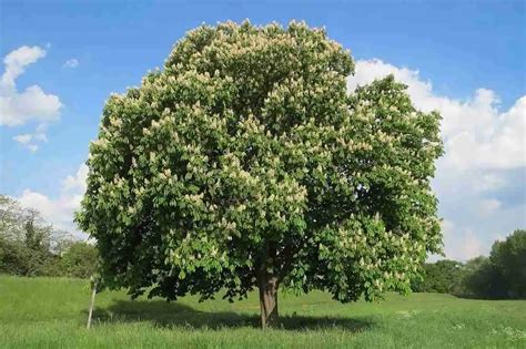 Ippocastano Aesculus hippocastanum Coltivazione proprietà e usi