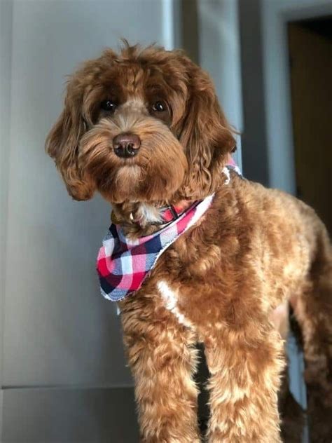 Cute Labradoodle Haircut Ideas All The Different Types And Styles