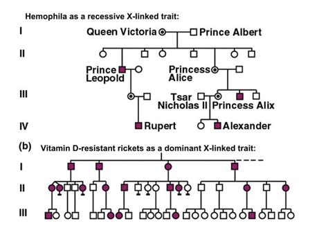 Chromosomal Theory Of Heredity Genetics Of A Sex Ppt