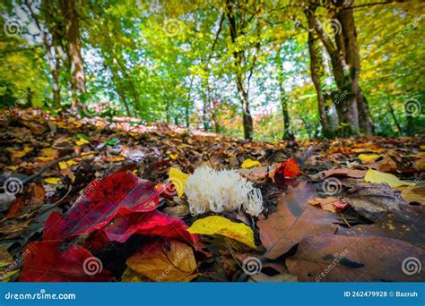 White Coral Fungus Ramariopsis Kunzei In The Autumn Forest Stock Photo