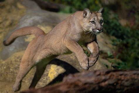 Фото пум, где обитает животное, описание кугуара, фото puma флоридская ...