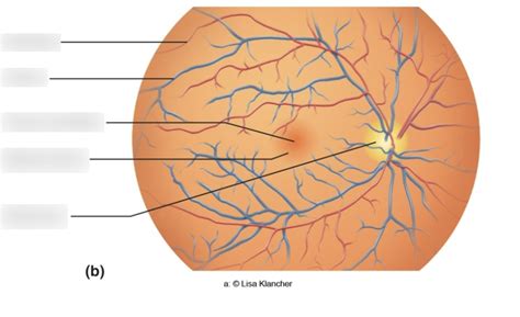 Fovea Centralis And Macula Lutea