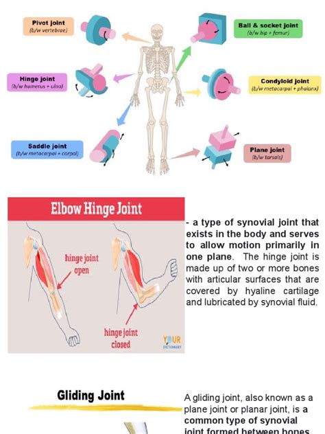 Synovial Joint Pdf