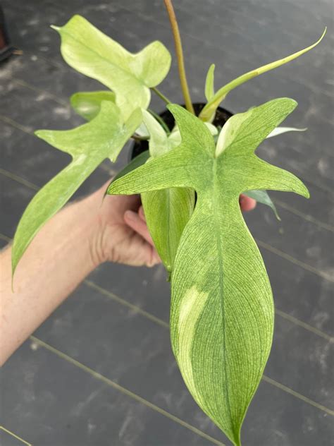 Philodendron Florida Ghost Mint 4 Pot ALL PLANTS Require You Etsy