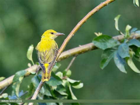 Indian Golden Oriole Oriolus Kundoo Indian Golden Oriole Flickr