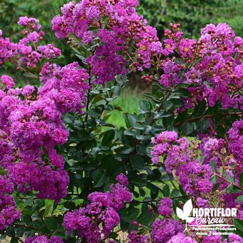 Lagerstromia indica Violet d Eté