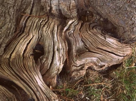 Photo By Christine Pettet Natural Forms Photo Nature