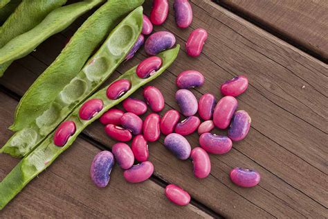 How To Plant And Grow Scarlet Runner Beans Gardeners Path