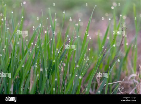 Morning Dew On Grass Leaves Stock Photo Alamy