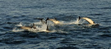 Group Of Dolphins Swimming In The Ocean And Hunting For Fish Stock