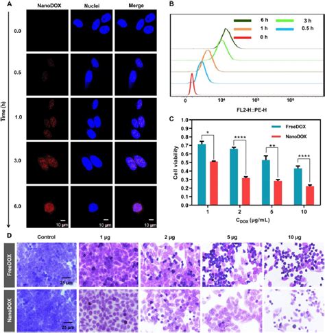 Cellular Uptake And Cytotoxicity Of Nanodox A Confocal Microscope