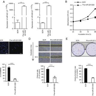 Expression Patterns Of Mir And Mir In Breast Cancer Cell Lines