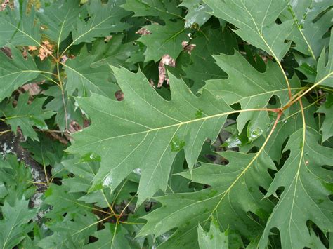 Quercus Rubra