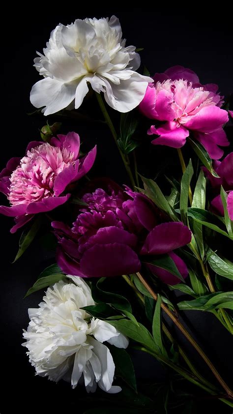 Pink and White Flowers on Black Background