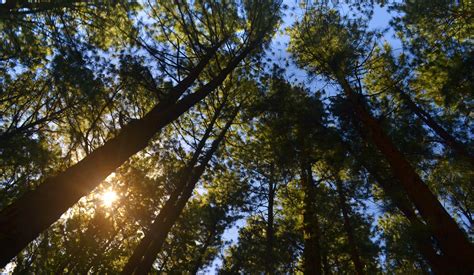 Free Images Landscape Tree Nature Forest Branch Light Sky Sun