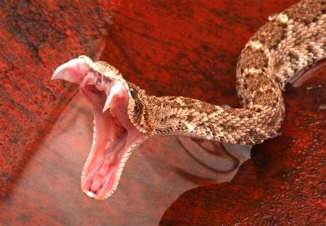 How To Identify A Legless Lizard From A Snake Orlando Science Center