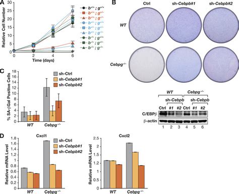 C Ebp Depletion Partially Rescues The Proliferation Defect In Cebpg