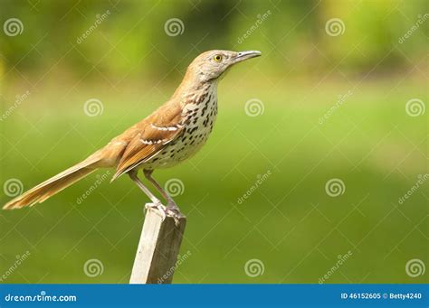 Common Thrush Bird Sits On A Fence Post. Royalty-Free Stock Photography ...