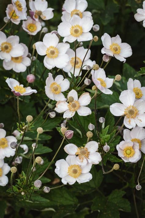 Hardy Grape Leaf Anemone Japanese Anemone Plant Flowering In The