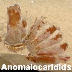 Anomalocarids from the Cambrian of Utah