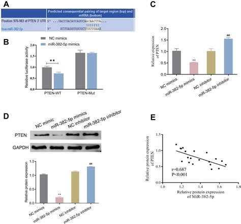 Microrna P Promotes Oral Squamous Cell Carcinoma Development And