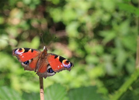 Insekt Natur Schmetterling Kostenloses Foto Auf Pixabay Pixabay